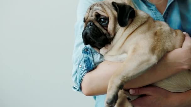 Cute pug on the owners hands. — Stock Video