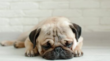 Katta uyuyan sevimli pug
