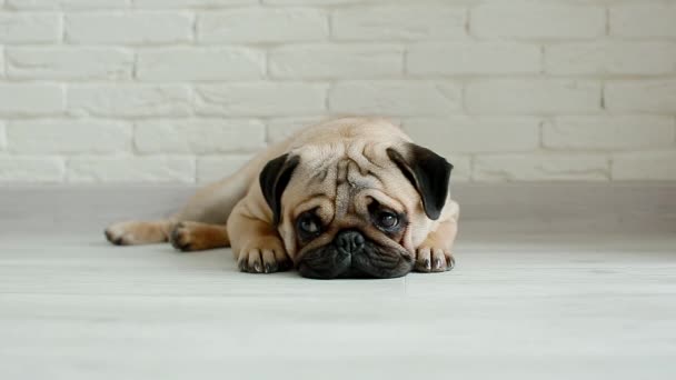 Cute pug sleeping on the floor — Stock Video