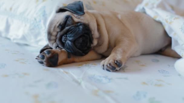 Lindo cachorro el pug durmiendo en la cama — Vídeo de stock