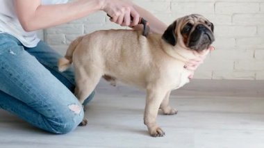Belgili tanımlık pug penye metresi.