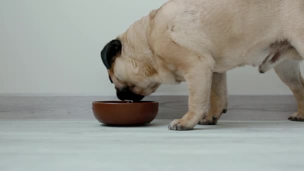 Jóvenes pug agua potable — Vídeo de stock