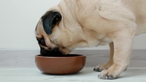 Jóvenes pug agua potable — Vídeo de stock