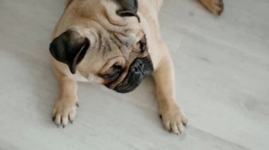 Şirin pug yerde döşeme