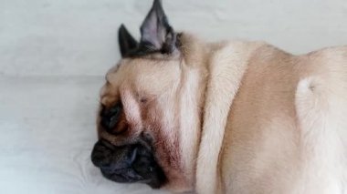 Şirin pug yerde döşeme