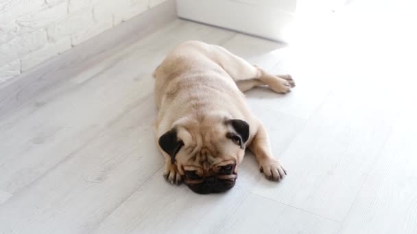 Cute pug laying on the floor — Stock Video