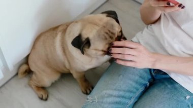Kadın evde beslenen hayvan köpek mutfak smartphone kullanırken