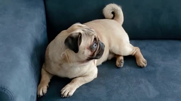 Pug bonito sentado no sofá azul — Vídeo de Stock