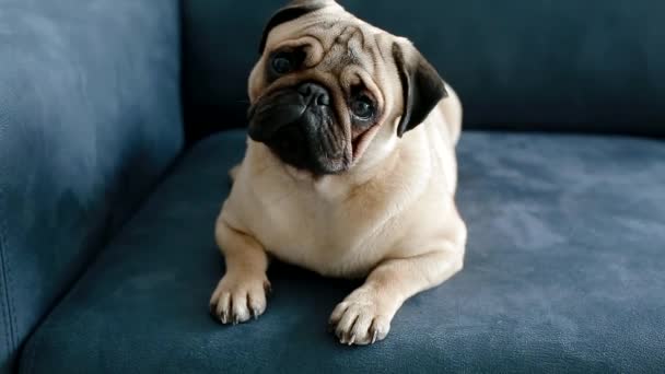 Niedlicher Mops sitzt auf dem blauen Sofa — Stockvideo