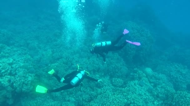 De duikers van de scube het rif verkennen — Stockvideo