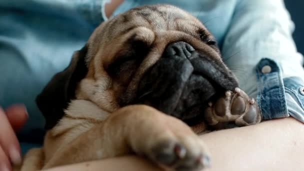 Pug bonito dormindo nas mãos dos proprietários . — Vídeo de Stock