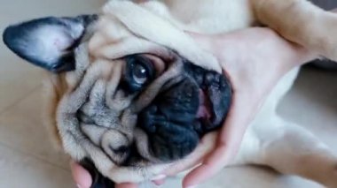 İle belgili tanımlık pug oynayan kadın.