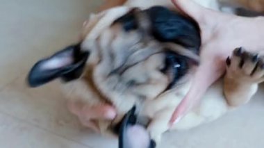 İle belgili tanımlık pug oynayan kadın.