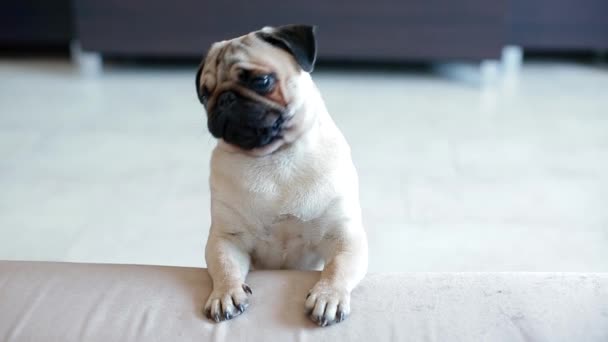 Piccolo cucciolo di carlino che cerca di salire sul divano — Video Stock
