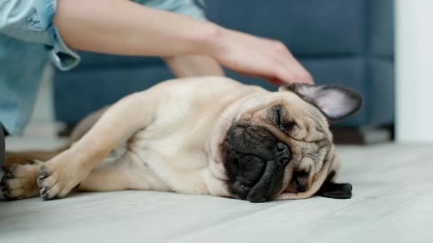 Mujer mascota su lindo pug — Vídeo de stock