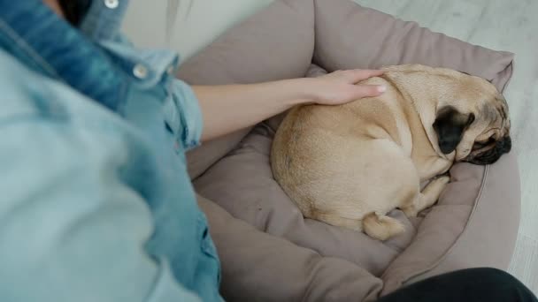 Joven mujer acariciando a su perro sentado en el suelo . — Vídeos de Stock