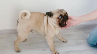 İle belgili tanımlık pug oynarken sahibi.