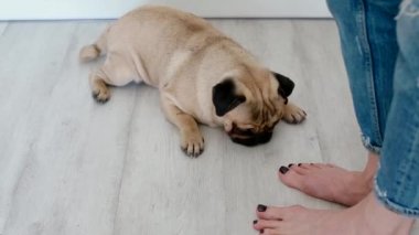 Kadının ayak döşeme pug