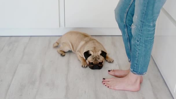 Pug tendido cerca de los pies de las mujeres — Vídeos de Stock