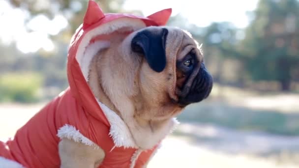 Cute pug in the costume of devil — Stock Video