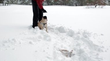 Oyuncak ve onun pug derin karda oynamaya kadın.