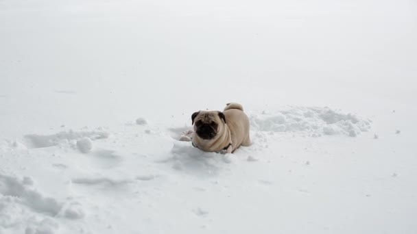 Pug jugando con el juguete en nieve virgen — Vídeos de Stock
