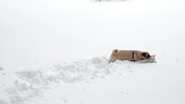 Пуг грає з іграшкою в незайманому снігу — стокове відео