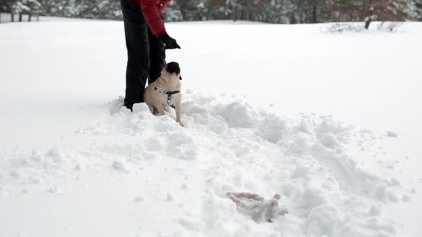 深い雪の中で彼女のパグとおもちゃで遊ぶ女性. — ストック動画
