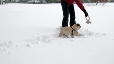 Oyuncak ve onun pug derin karda oynamaya kadın.