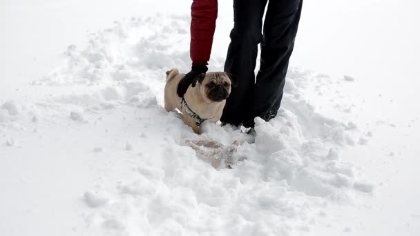 Жінка грає з іграшкою та мопсом у глибокому снігу . — стокове відео