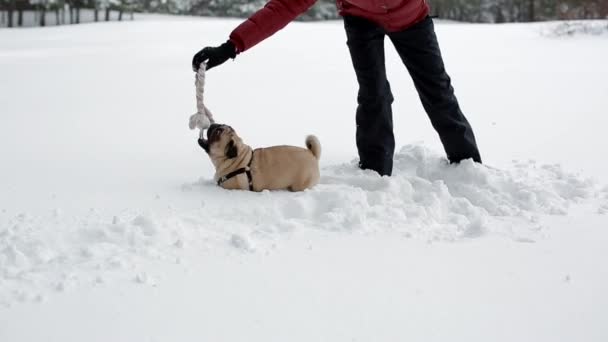 La mujer jugando con el juguete y su pug en la nieve profunda . — Vídeo de stock