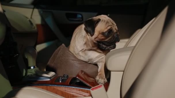 Pug en el coche respirando duro — Vídeos de Stock