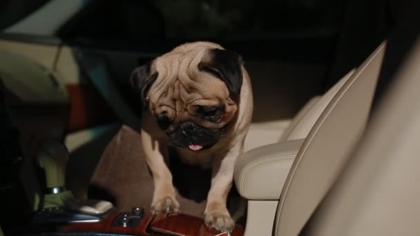 Pug in the car breathing hard — Stock Video