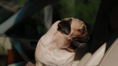 Zor nefes arabada pug