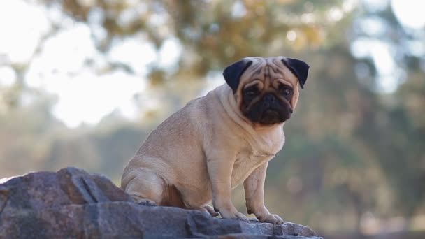 Portrait of the pug sitting on the rock — Stock Video