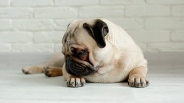 Katta uyuyan sevimli pug