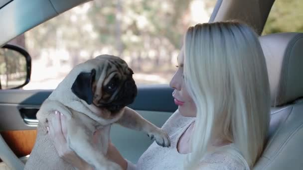 Pug assis sur les mains des femmes dans la voiture — Video