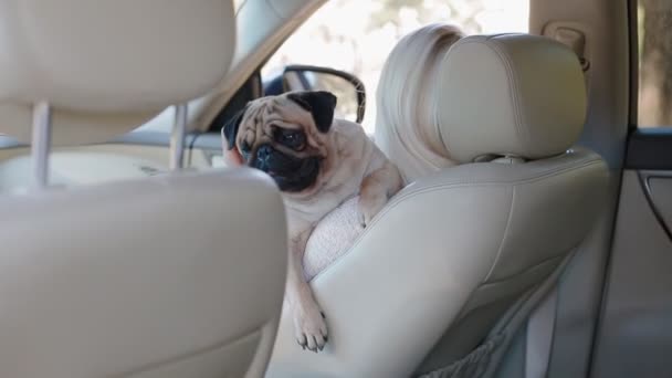 Mops Siedząc Womans Ręce Samochodzie Szczęśliwy Moment Ukochanego Zwierzaka — Wideo stockowe