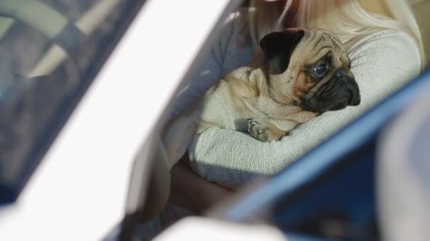 Мопс сидит на женских руках в машине — стоковое видео