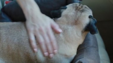 Bir arabada oturan pug