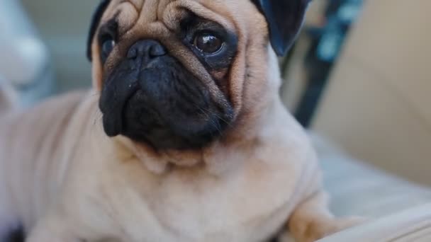 Pug sentado en un coche — Vídeos de Stock