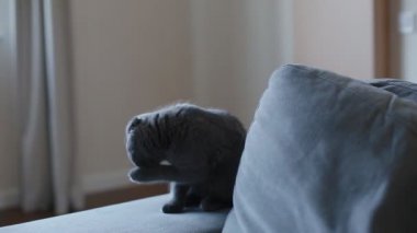 Kanepede oturan lop kulaklı İngiliz kedi yavrusu