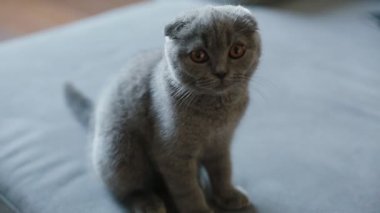 Lop kulaklı gri İngiliz kedi kanepede yatıyordu