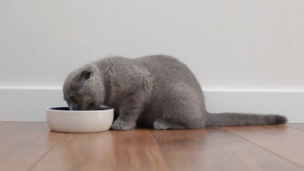Лобково-ушной серо-британский котенок ест из керамической миски — стоковое видео
