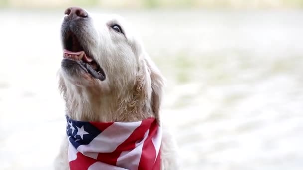 Yetişkin köpek ırkı Labrador Amerikan bayrağı ile bir bandana poz — Stok video