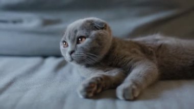 Kanepede oturan lop kulaklı İngiliz kedi yavrusu