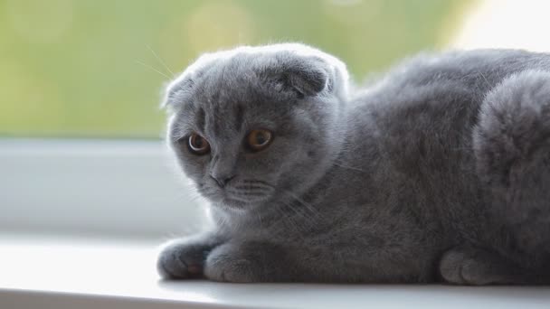 Asustado gatito británico acostado en el alféizar de la ventana . — Vídeo de stock