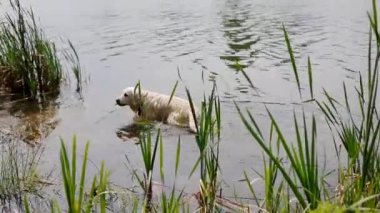 Mutlu labrador havuzda yüzme