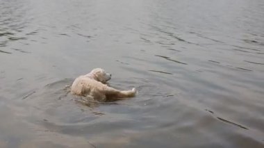 Mutlu labrador havuzda yüzme