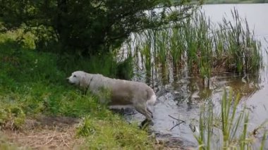 Yetişkin labrador taze ot yeme